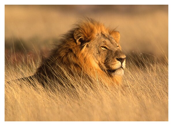 Slika - Nacionalni park Etosha (70x50 cm)