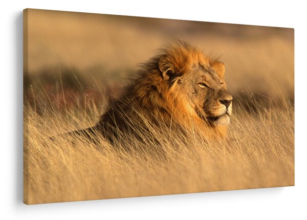 Slika - Nacionalni park Etosha (90x60 cm)