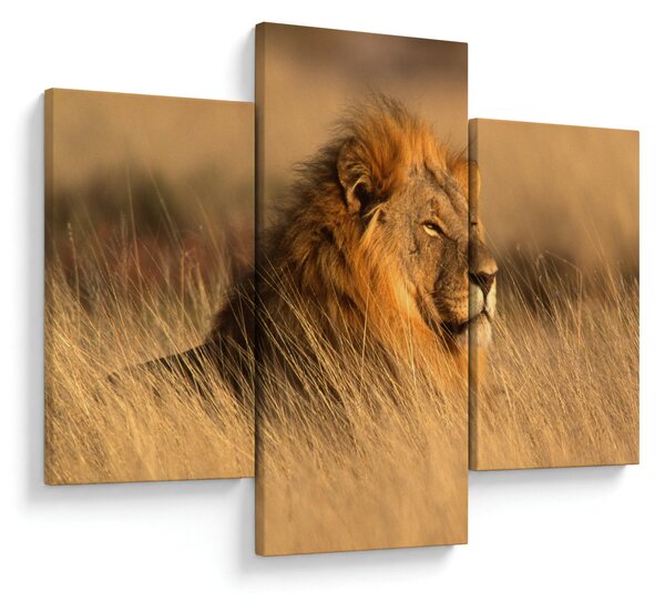Slika - Nacionalni park Etosha (90x60 cm)