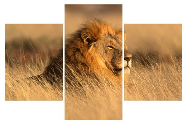 Slika - Nacionalni park Etosha (90x60 cm)