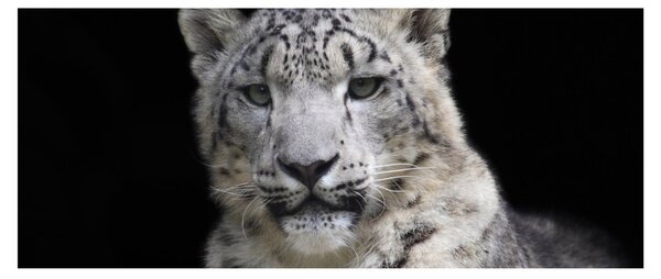 Slika - Snježni leopard (120x50 cm)