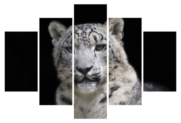 Slika - Snježni leopard (150x105 cm)