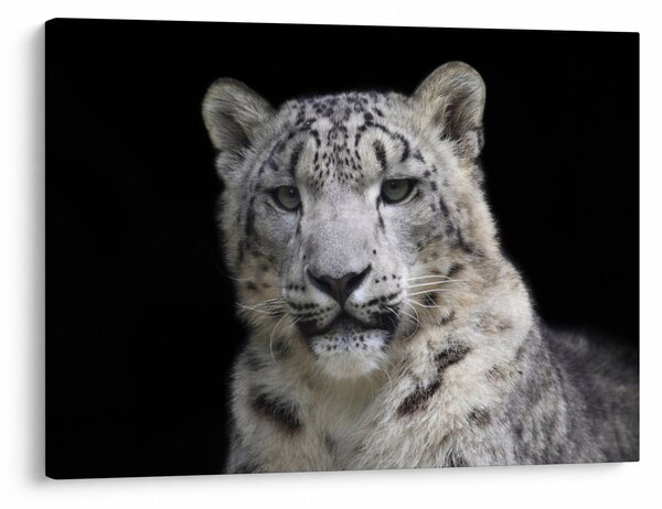 Slika - Snježni leopard (70x50 cm)