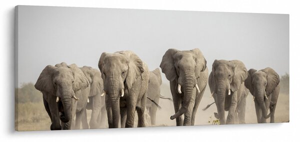 Slika - Krdo slonova (120x50 cm)