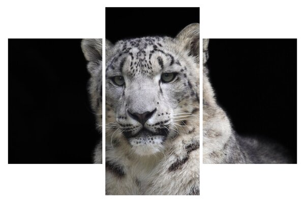 Slika - Snježni leopard (90x60 cm)