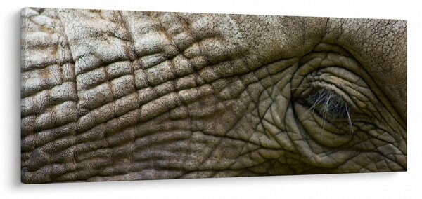 Slika - Krupni plan oka starog slona (120x50 cm)