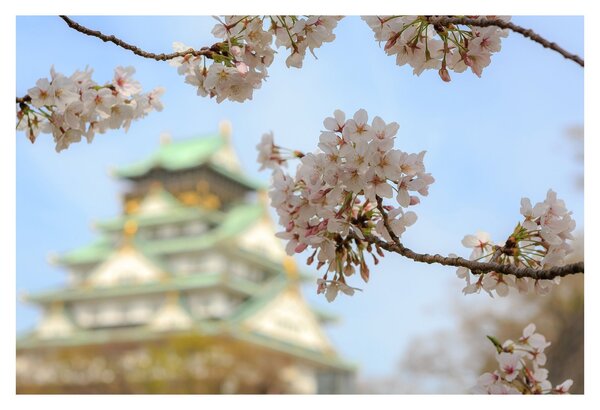 Slika - Sakura (90x60 cm)