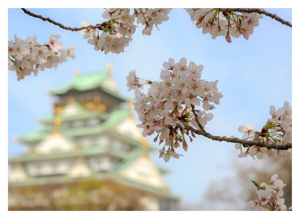 Slika - Sakura (70x50 cm)