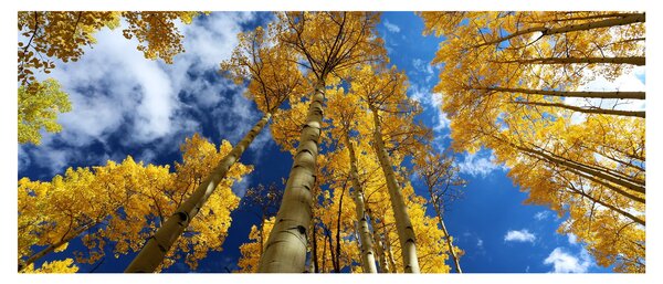Slika - Aspen (120x50 cm)