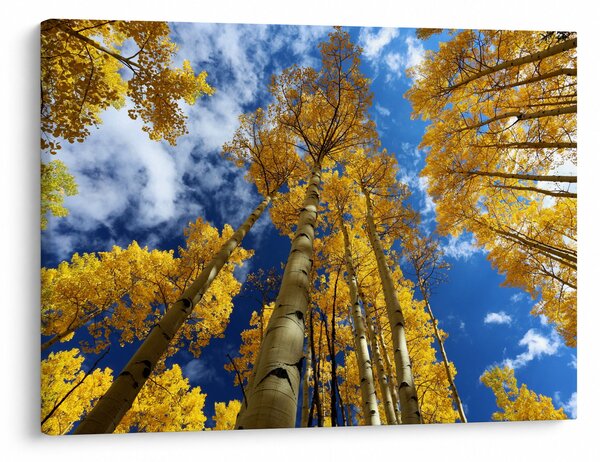 Slika - Aspen (70x50 cm)