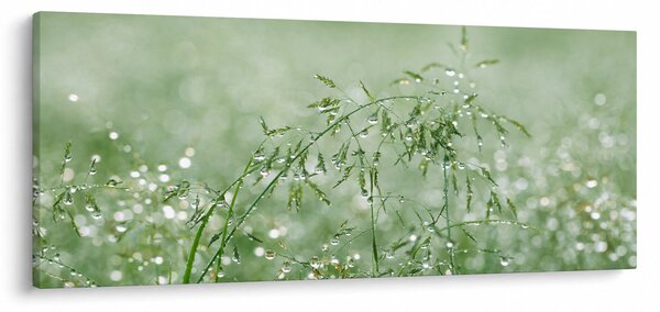 Slika - Jutarnja rosa na vlatima trave (120x50 cm)