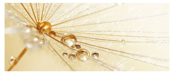 Slika - Makro fotografija maslačka (120x50 cm)