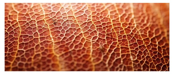 Slika - Detalj teksture (120x50 cm)