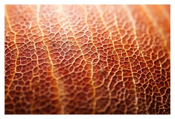 Slika - Detalj teksture (90x60 cm)