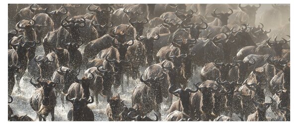 Slika - Krdo gnuova (120x50 cm)