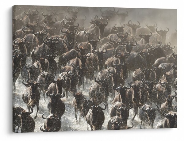 Slika - Krdo gnuova (70x50 cm)