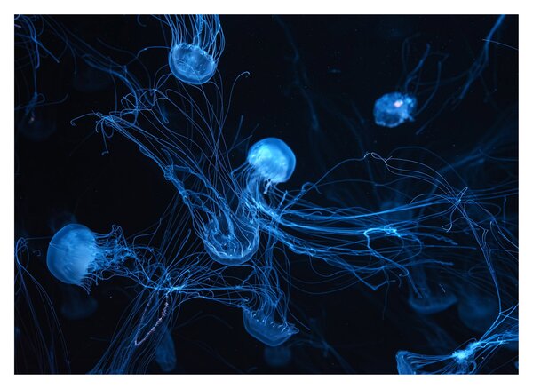 Slika - Meduza (70x50 cm)