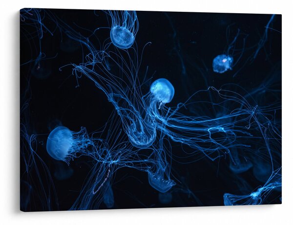 Slika - Meduza (70x50 cm)