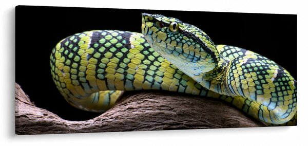 Slika - Waglerova čegrtuša (120x50 cm)