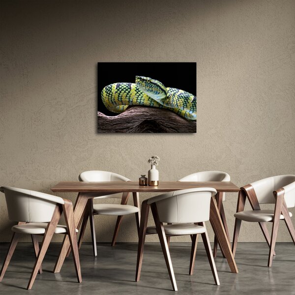 Slika - Waglerova čegrtuša (70x50 cm)