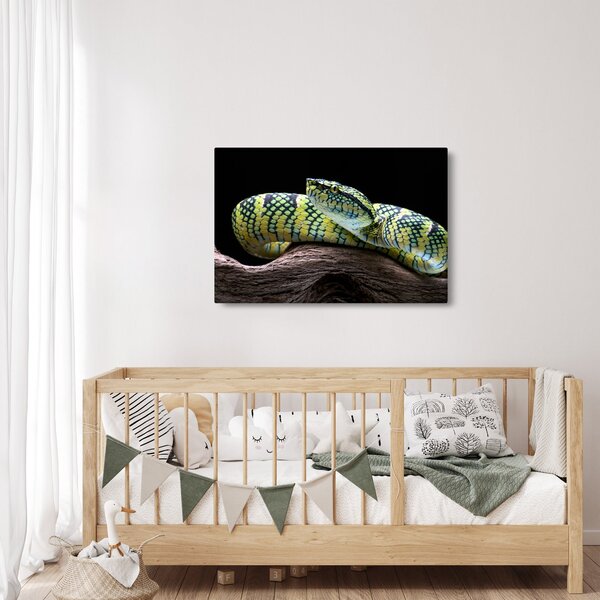 Slika - Waglerova čegrtuša (90x60 cm)