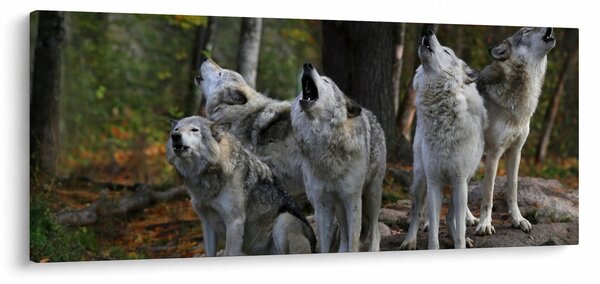 Slika - Vukovi na stijeni (120x50 cm)