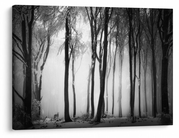 Slika - Vuk u mračnoj šumi (70x50 cm)