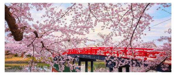 Slika - Hirosaki, Japan (120x50 cm)