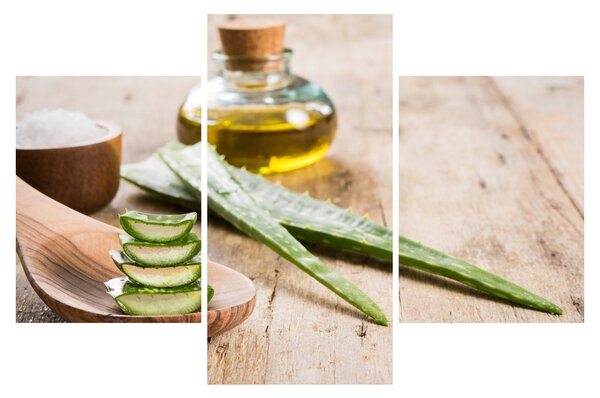 Slika - Aloe vera (90x60 cm)