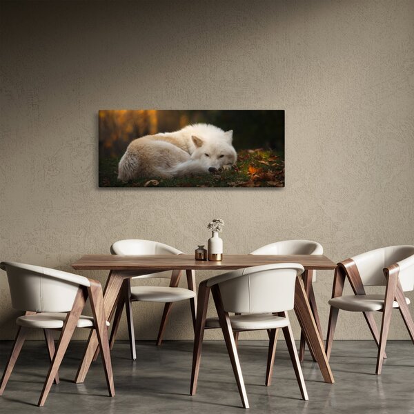Slika - Vuk koji se odmara (120x50 cm)