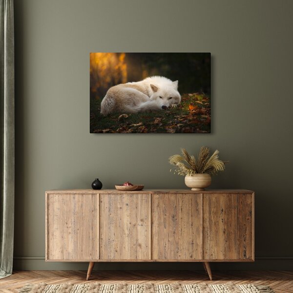 Slika - Vuk koji se odmara (90x60 cm)