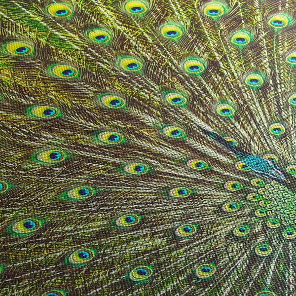 Slika - Paun (90x60 cm)