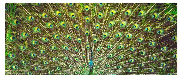 Slika - Paun (120x50 cm)