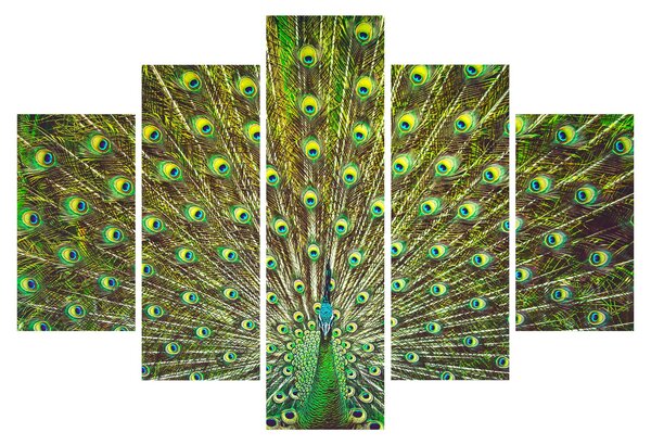 Slika - Paun (150x105 cm)
