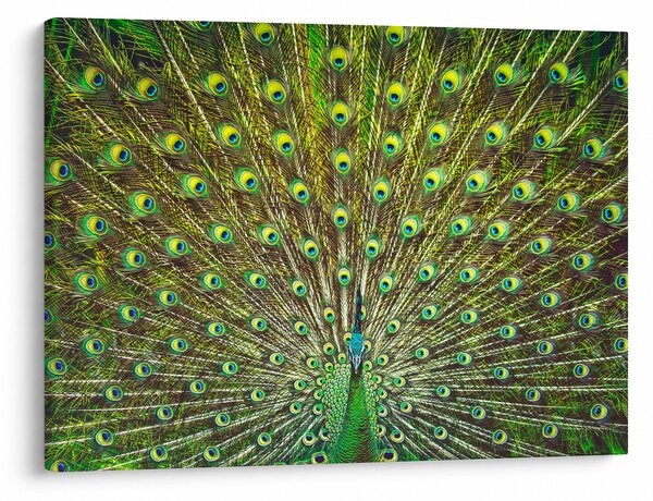 Slika - Paun (70x50 cm)