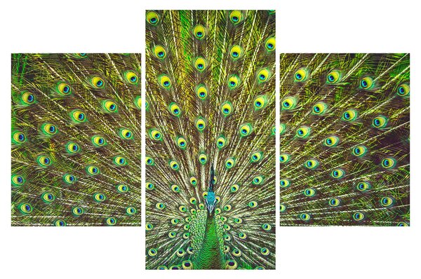 Slika - Paun (90x60 cm)