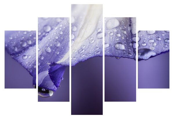 Slika - Latica s kapljicama (150x105 cm)