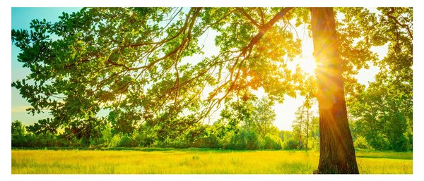 Slika - Sunčana šuma (120x50 cm)