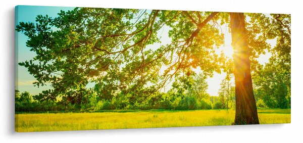 Slika - Sunčana šuma (120x50 cm)