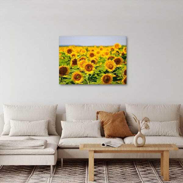 Slika - Suncokreti (70x50 cm)