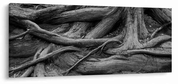 Slika - Korijenje stabla (120x50 cm)
