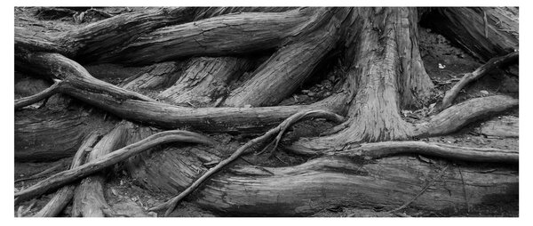 Slika - Korijenje stabla (120x50 cm)