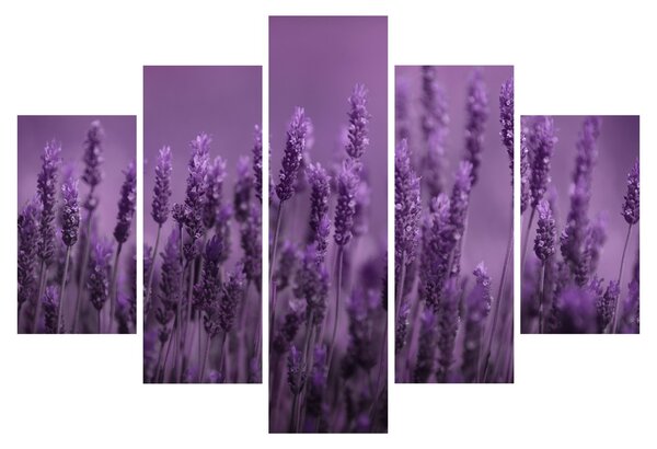 Slika - Lavanda (150x105 cm)