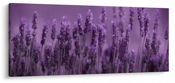 Slika - Lavanda (120x50 cm)