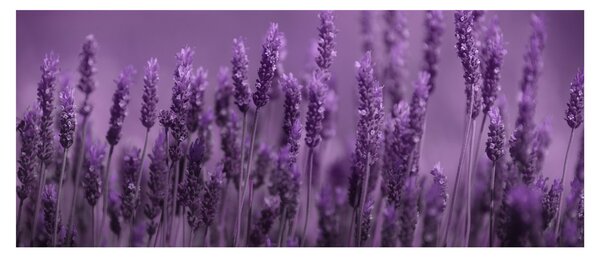 Slika - Lavanda (120x50 cm)