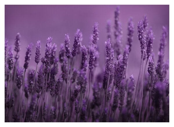 Slika - Lavanda (70x50 cm)