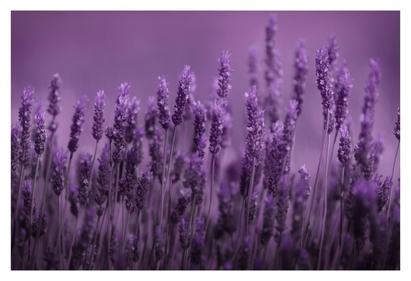 Slika - Lavanda (90x60 cm)