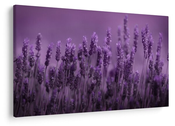 Slika - Lavanda (90x60 cm)