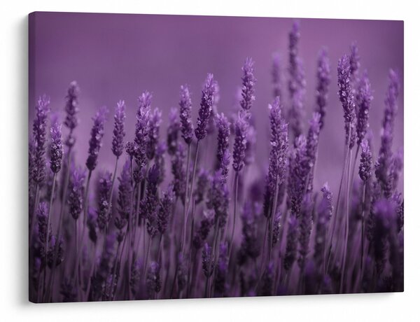 Slika - Lavanda (70x50 cm)
