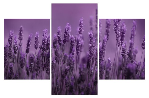 Slika - Lavanda (90x60 cm)